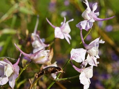 Larkspur