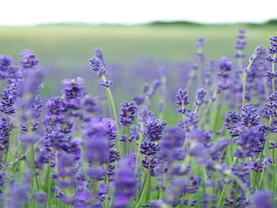 Lavender