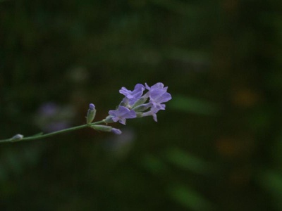 Lavender Hyssop