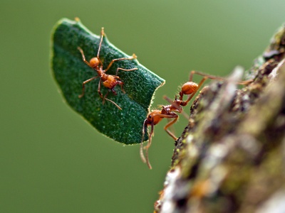 Leafcutter Ant