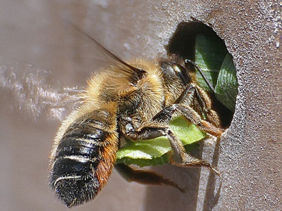 Leafcutter Bee