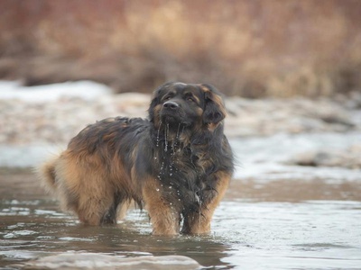 Leonberger
