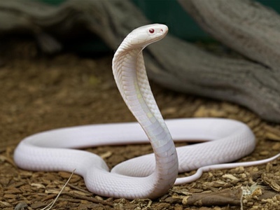Leucistic Monocled Cobra