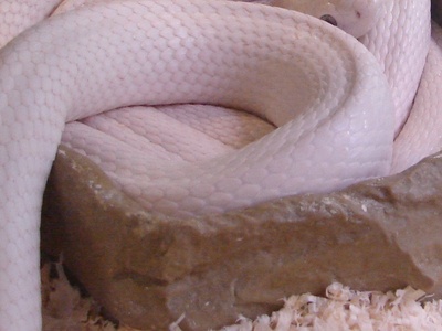 Leucistic Texas Rat Snake