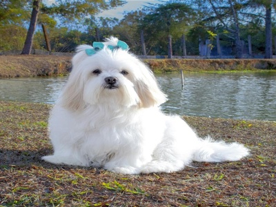Lhasa Apso