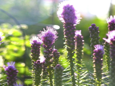 Liatris