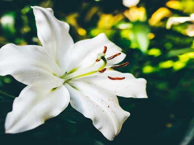 Lily