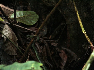 Lined Green Snake