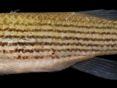 Lined Topminnow