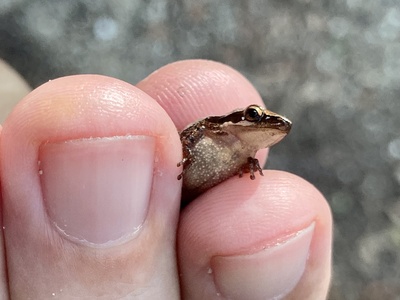 Little Grass Frog