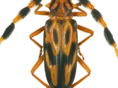 Longhorn Beetle
