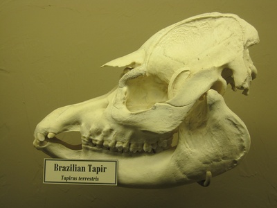 Lowland Tapir