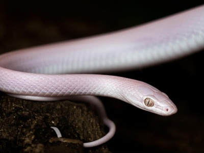 Madagascar Cat-eyed Snake (Leucistic)