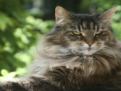 Maine Coon