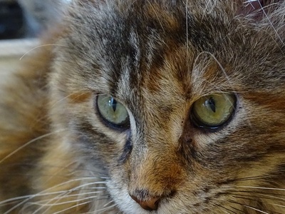 Maine Coon