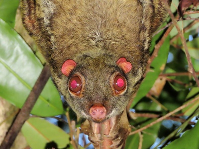 Malayan Colugo