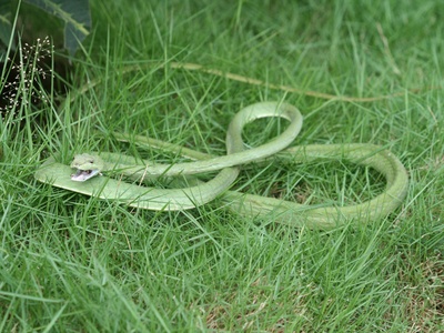 Malayan Green Whipsnake