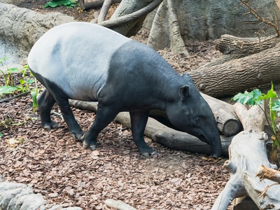 Malayan Tapir