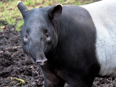 Malayan Tapir
