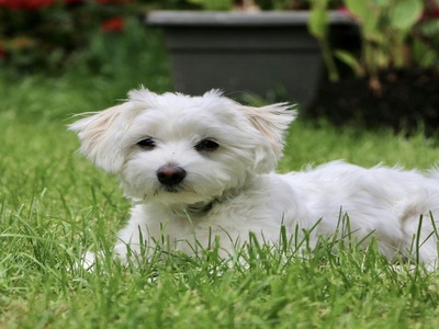Maltese