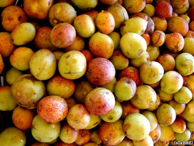 Mangaba