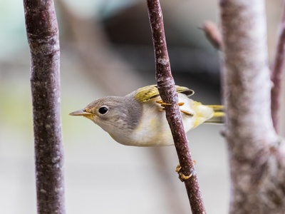Mangrove Finch