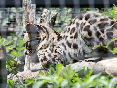 Margay