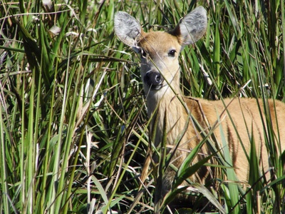 Marsh Deer