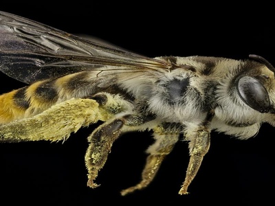 Mason Bee