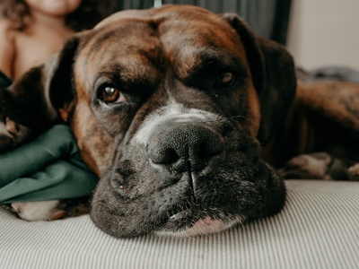 Mastiff