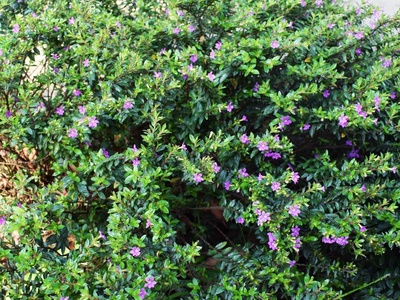 Mexican Heather