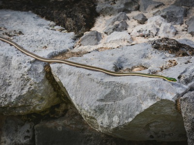Mexican Parrot Snake