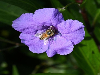 Mexican Petunia