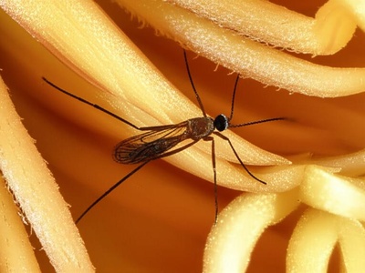 Midge (Cocoa Pollinator)