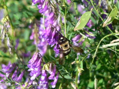 Miner Bee