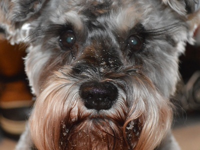 Miniature Schnauzer