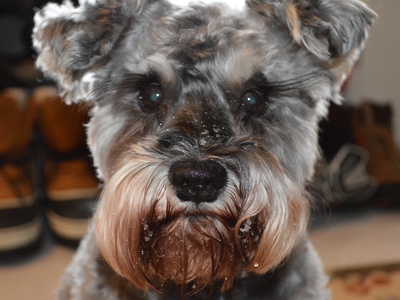 Miniature Schnauzer
