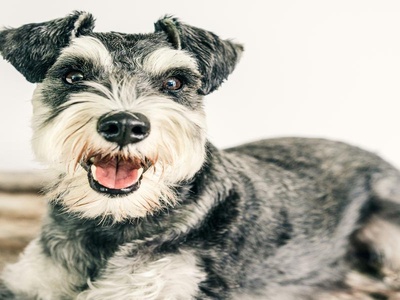 Miniature Schnauzer