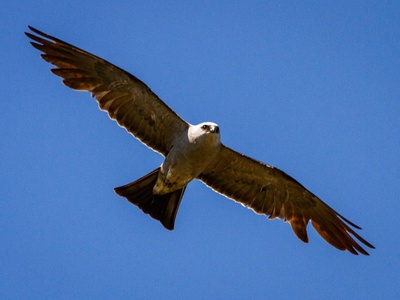 Mississippi Kite