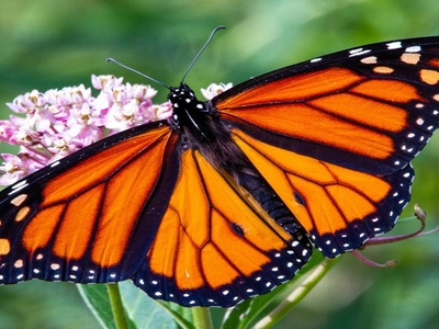 Monarch Butterfly