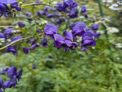 Monkshood