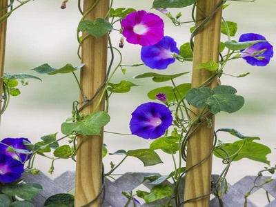Morning Glory