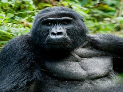 Mountain Gorilla