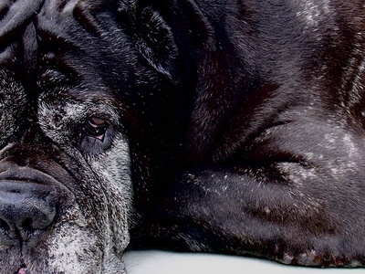 Neapolitan Mastiff