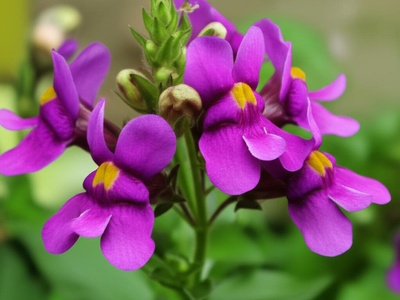 Nemesia