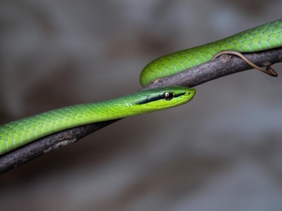 Nilgiri Vine Snake