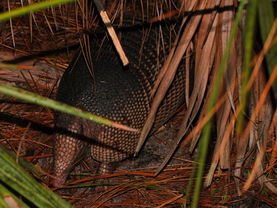 Nine-banded Armadillo