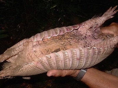 Nine-banded Armadillo