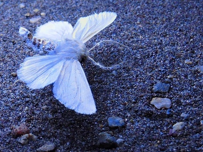 Noctuid Moth