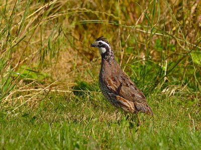 Northern Bobwhite